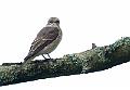 Grå-fluesnapper - Spotted Flycatcher (Muscicapa striata)